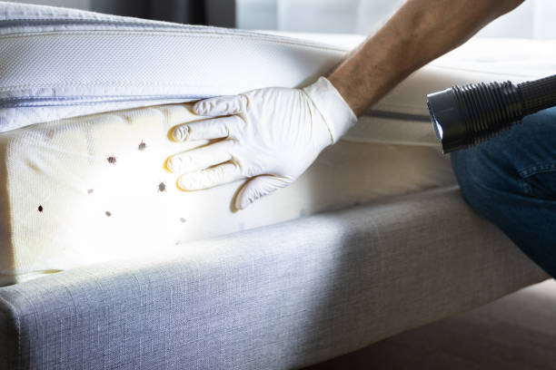 Best Termite Control Services  in Jupiter Farms, FL